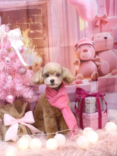 20241213モカくん